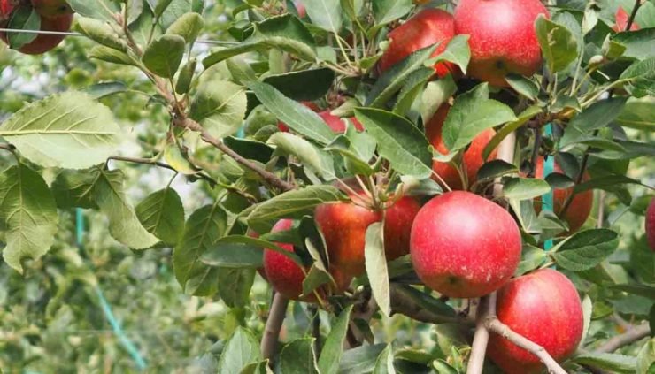 Diferencias entre alimentos biológicos, orgánicos y ecológicos