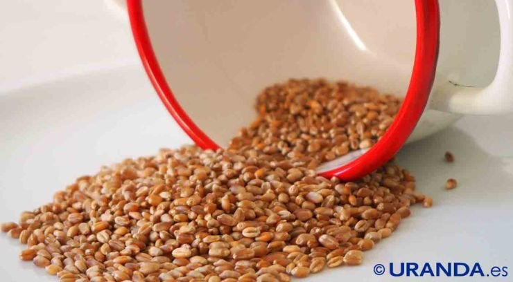 Trigo: vairedades, valor nutritivo y usos en cocina