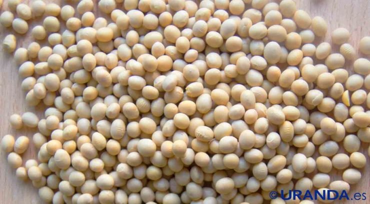 soja: propiedades y valor nutritivo o nutricional - como cocer soja - usos en cocina de la soja