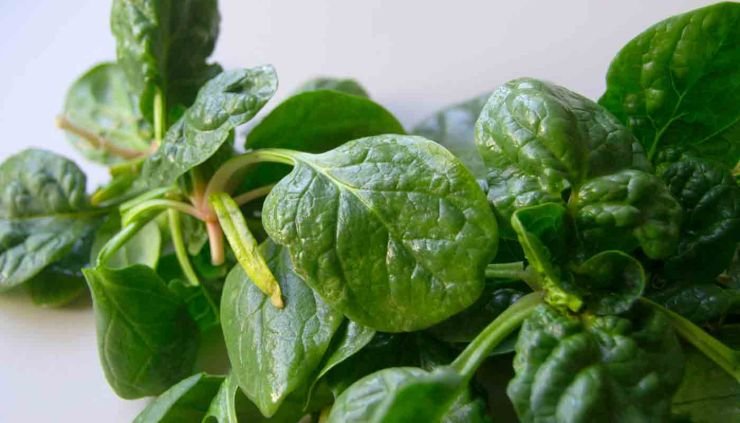 Espinacas: propiedades y usos en cocina