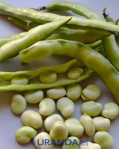 Habas frescas: consejos de compra y cómo cocinarlas