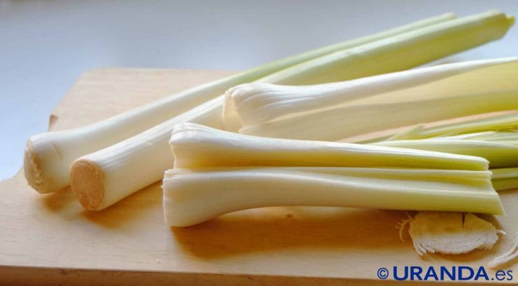 Los cuatro bulbos comestibles esenciales: propiedades y usos culinarios - puerros