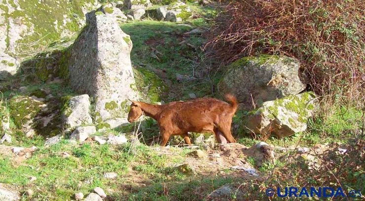 La huella ecológica del consumo de carne: el impacto ambiental de la proteína animal