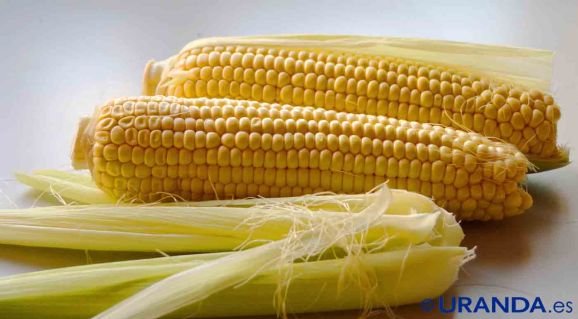 Cómo cocer maíz dulce o elote, en mazorca y desgranado: tiempos de cocción