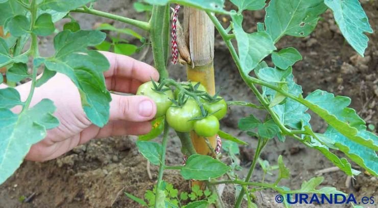 Ecovegetarino.com, web sobre recetas, cocina, alimentación y estilo de vida vegano y vegetariano