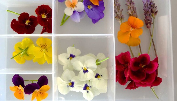 Diez flores para cocinar más allá de la decoración